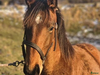 Hoppning hästar till salu: Säljes förmånligt tillsammans eller var för sig i Blentarp - Annons 2