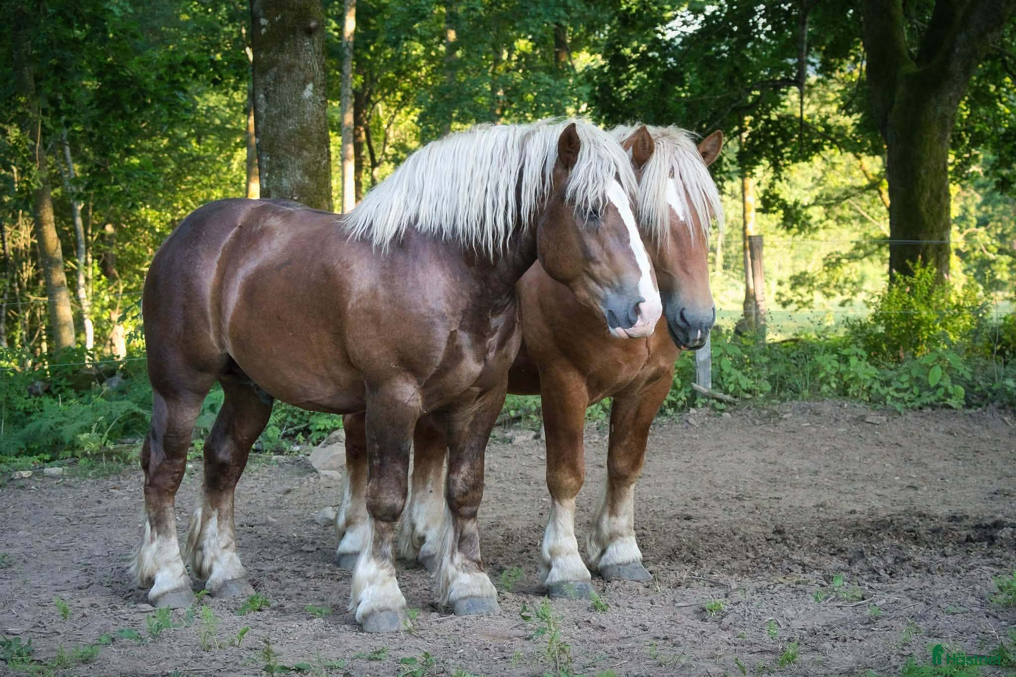  hästar Körd och riden Ardenner !Speciell! - Annons 1