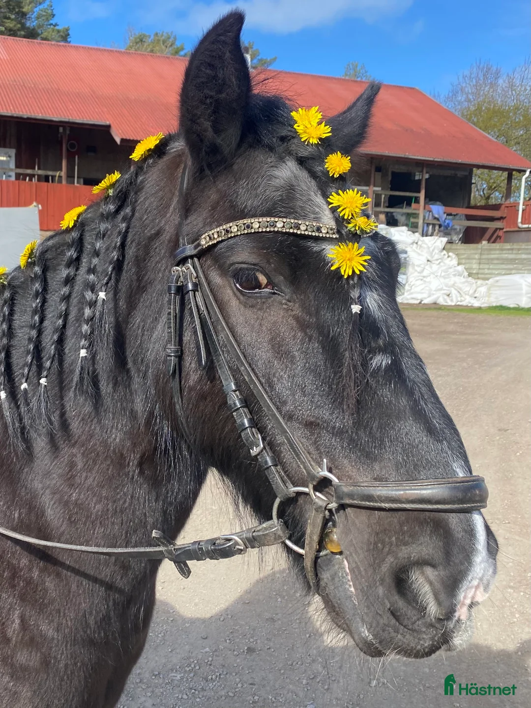 Allround hästar sökes: Ridskola söker! i Fiskebäckskil - Annons 2