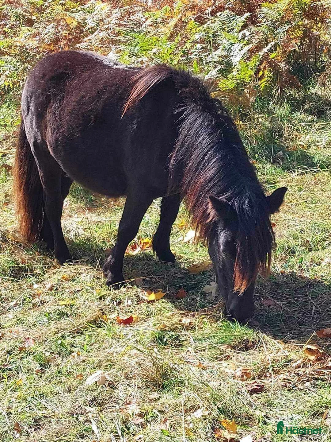 Allround hästar till salu: Fantastiskt sto i Karlsborg - Annons 1