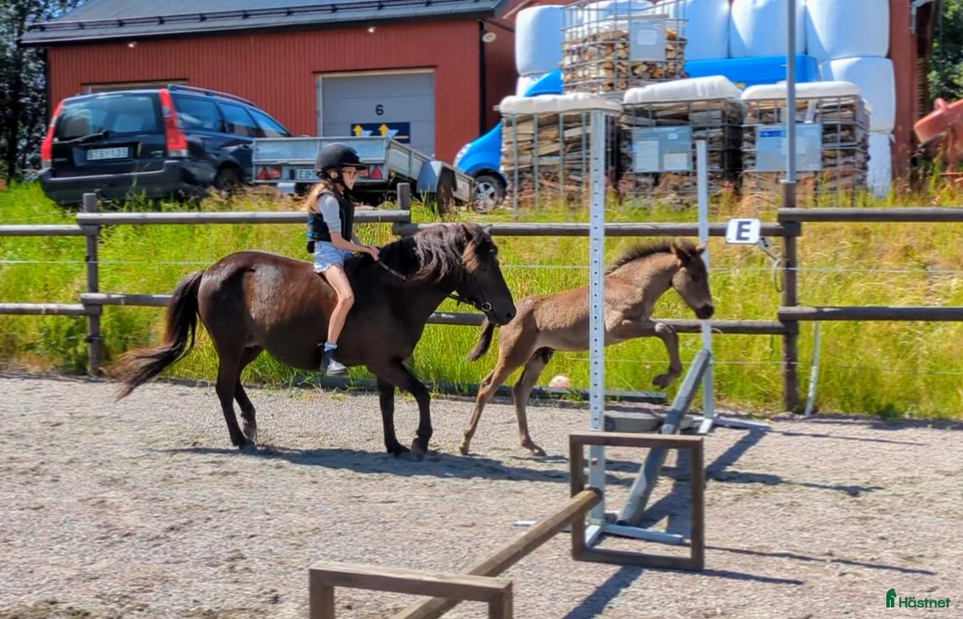 Hoppning hästar till salu: Ettåring e: Converse! *BVSA!* i Årjäng - Annons 2