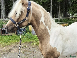 hästar Drömponny e. Orchard Zweed i Östersund - Annons 15