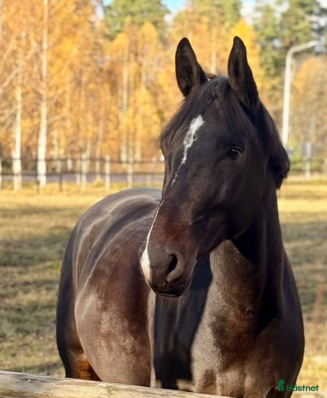 Dressyr hästar till salu: Vacker bästa vän i Falun - Annons 3