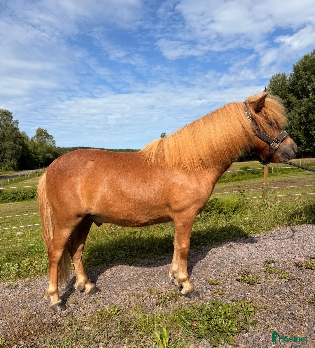 Allround hästar till salu: Snygg shetlandsponny valack i Västra Ämtervik - Annons 2