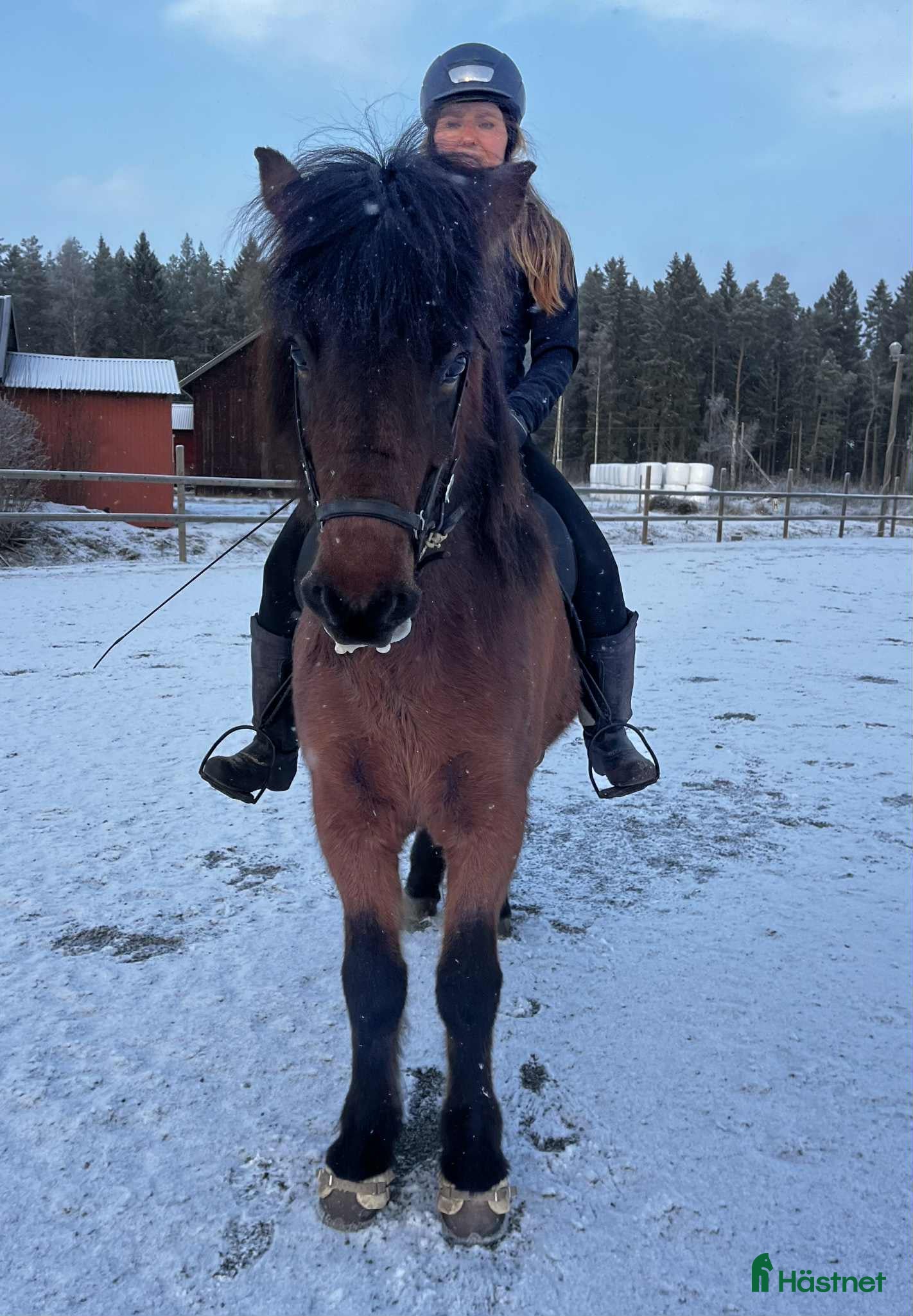  hästar Trevlig femgångssto/bra stam, Lind från Lindhof  i Gimo - Annons 7