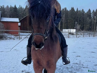hästar Trevlig femgångssto/bra stam, Lind från Lindhof i Gimo - Annons 3