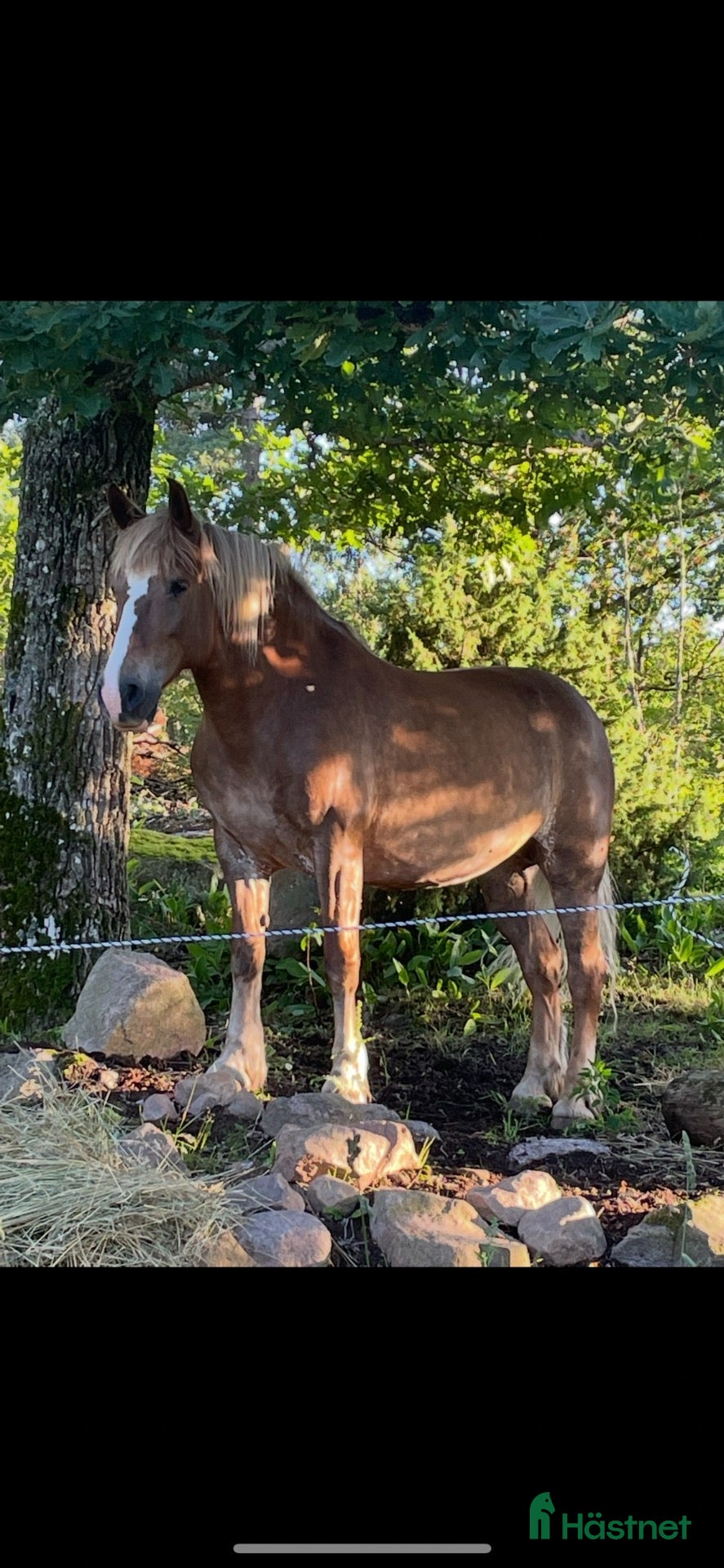 hästar Peska 15-årigt lettiskt kallblod söker nytt hem 🐴 - Annons 1