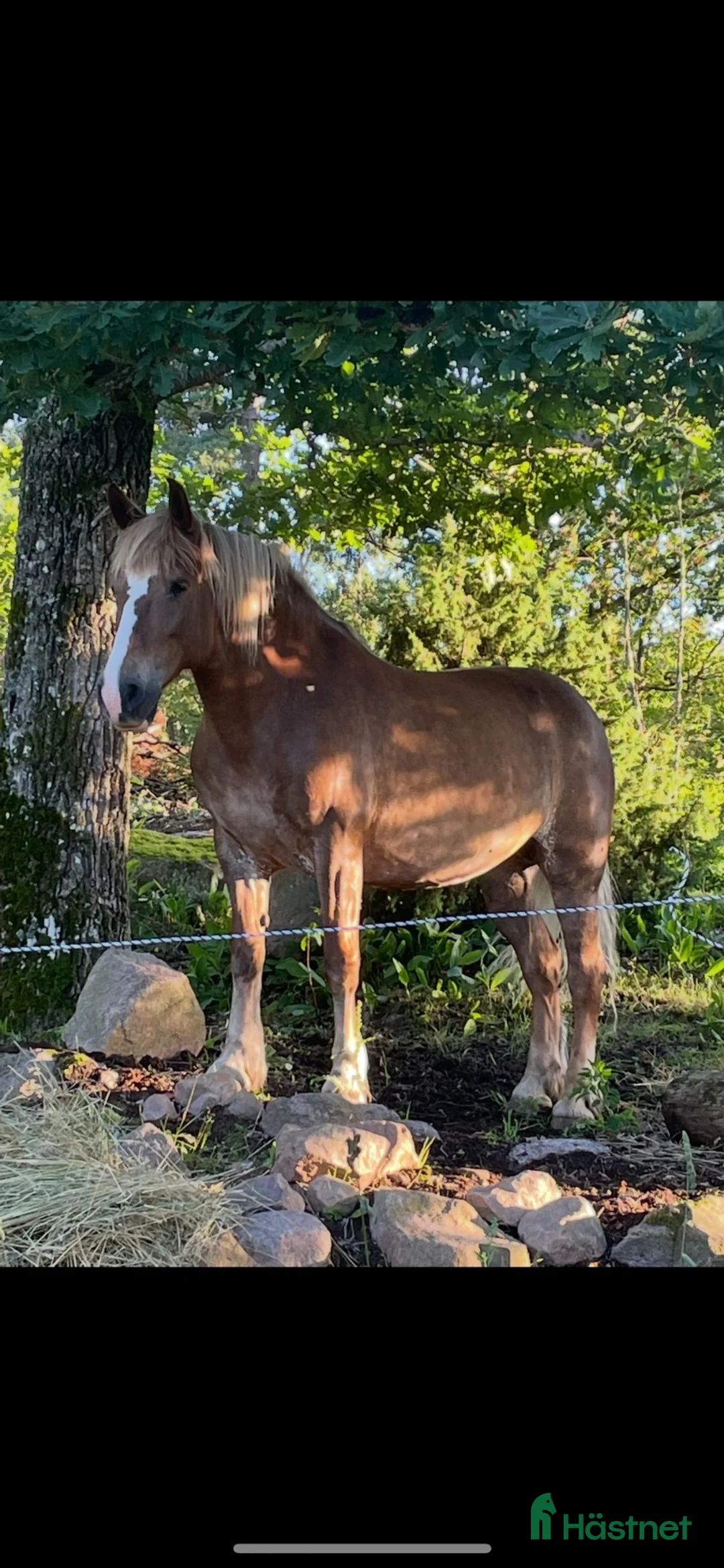 Övrigt hästar till salu: Peska 15-årigt lettiskt kallblod söker nytt hem 🐴 - Annons 1