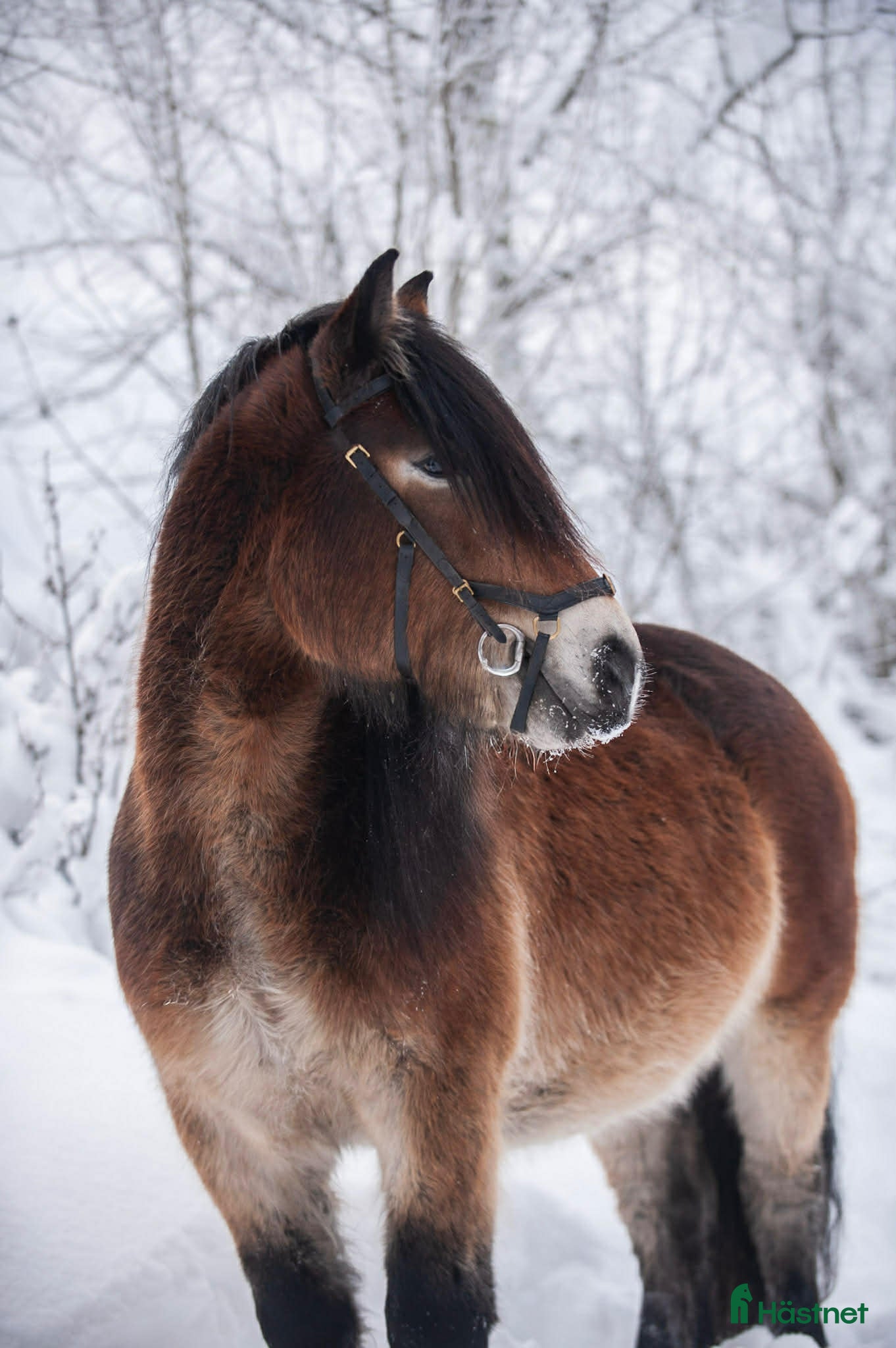  hästar Nordsvensk valack - Annons 1