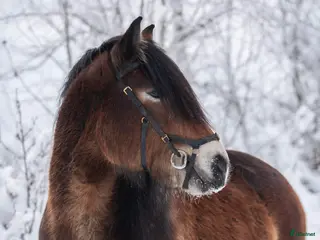 hästar Nordsvensk valack - Annons 1