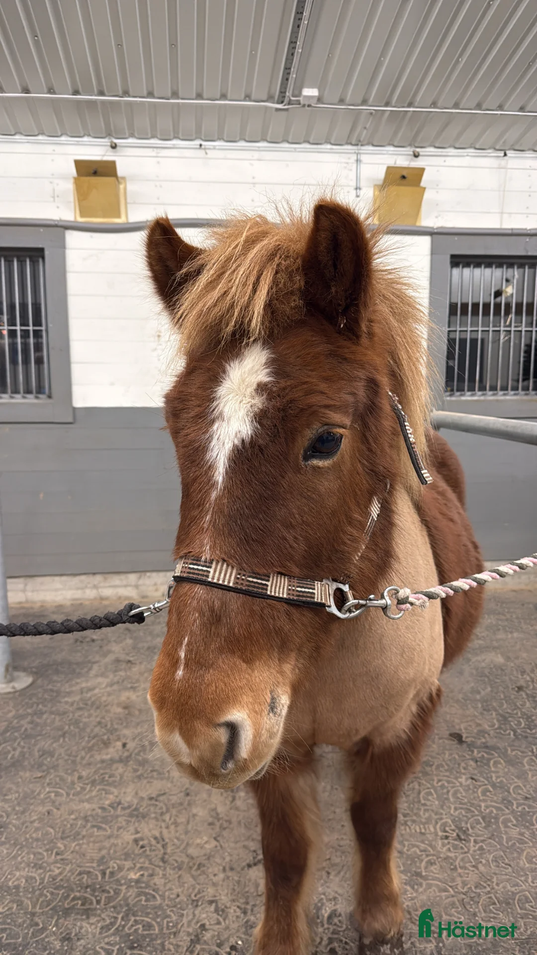 Sällskap hästar till salu: Sällskap/lättare ridning  - Annons 1