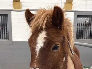 hästar Sällskap/lättare ridning - Annons 1