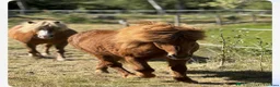  foderhäst finnes: 🐴Reserverade🐴 2 snälla Islandshästar 🌸 - Annons 9