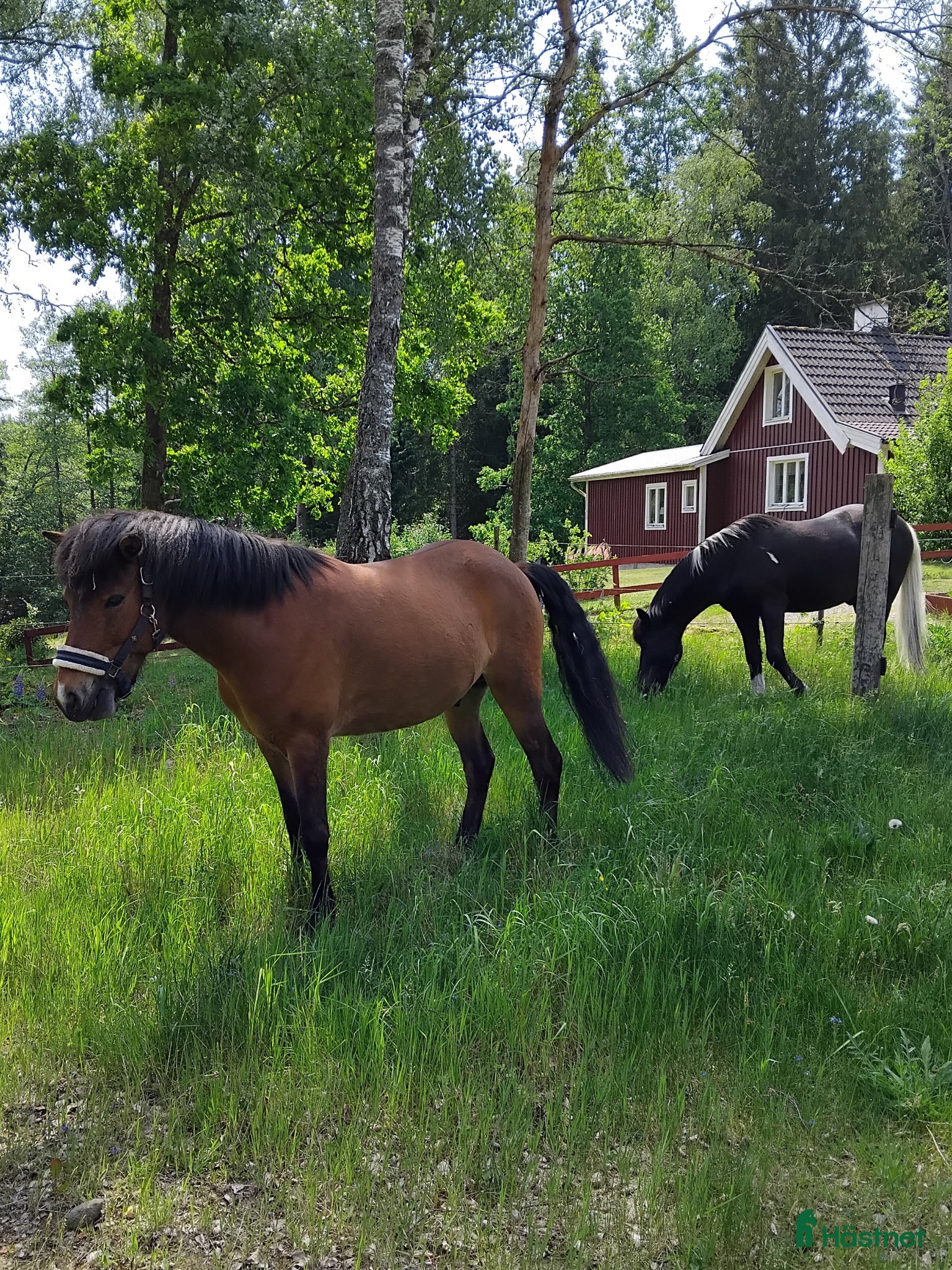  hästar Shettis - Annons 5
