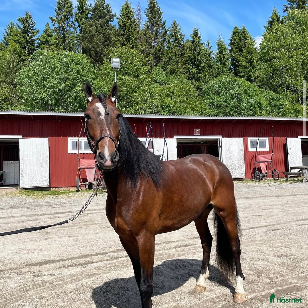 Allround hästar till salu: Supersnäll valack till salu! i Matfors - Annons 1