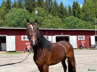hästar Supersnäll valack till salu! i Matfors - Annons 8