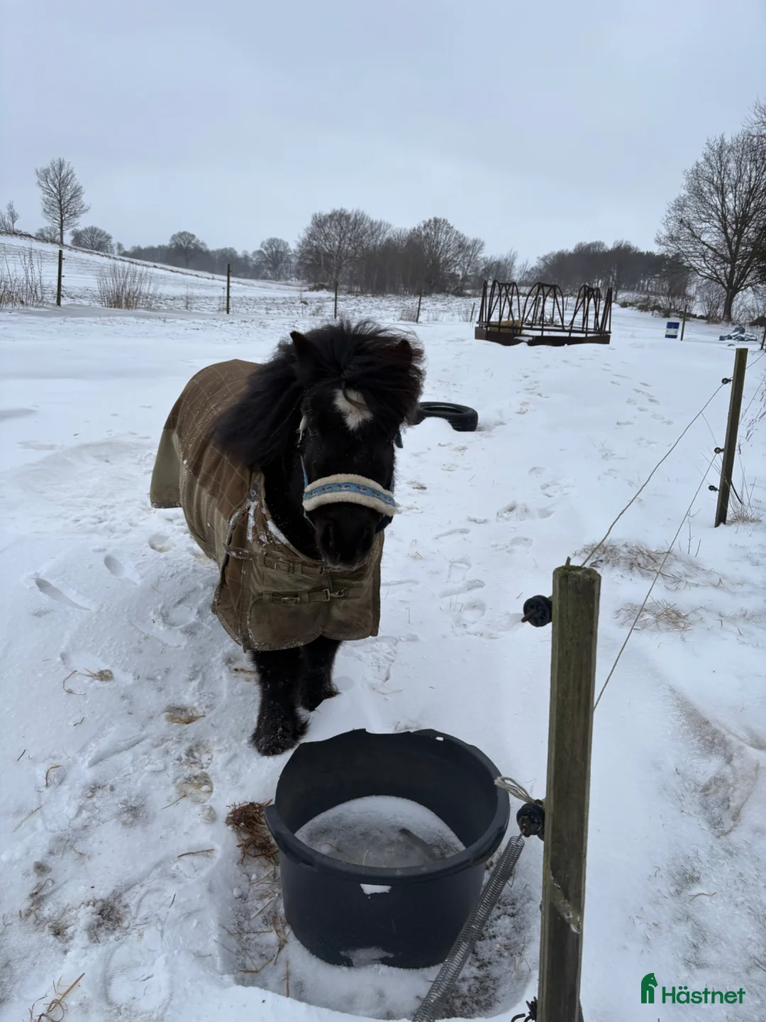 Allround hästar sökes: Finaste killen letar ny kompis! - Annons 1