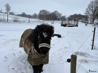 hästar Finaste killen letar ny kompis! - Annons 4