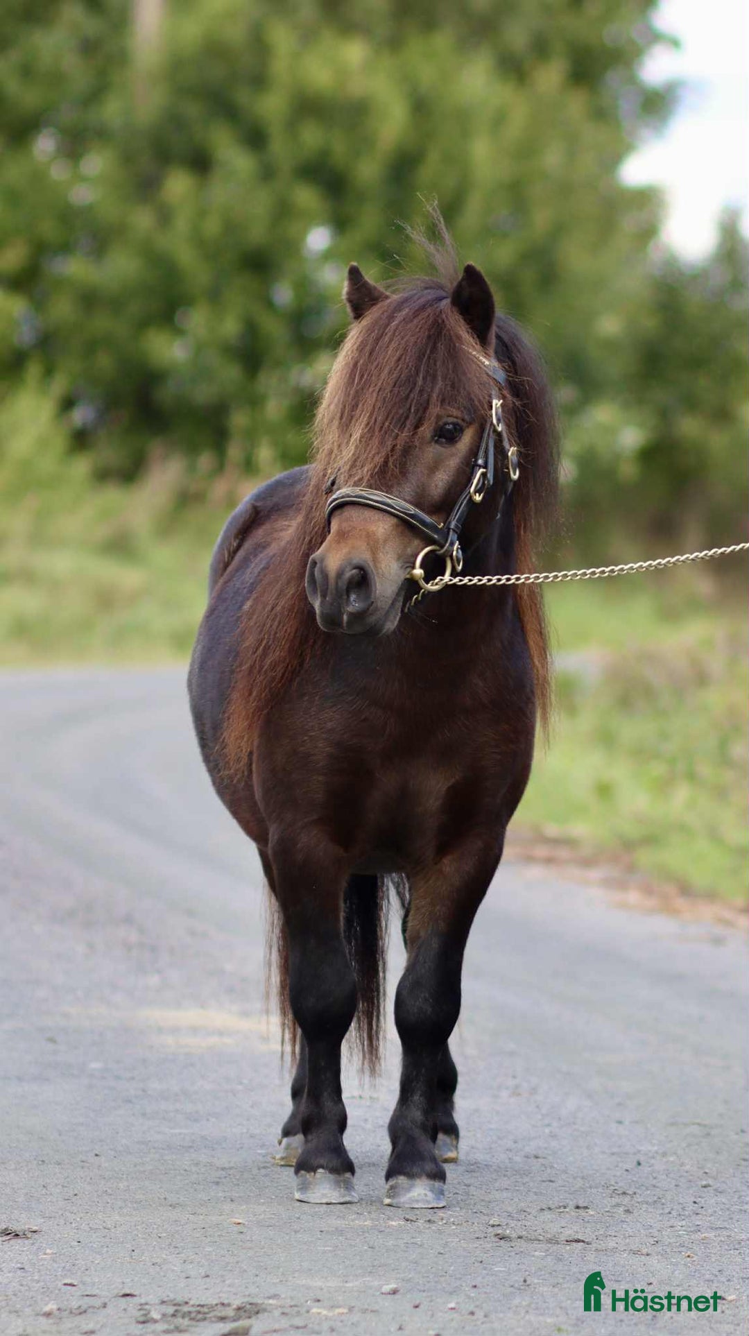 Allround hästar till salu: Mycket snäll och fin valack! i Jönåker - Annons 5