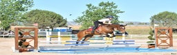  hästjobb finnes: Showjumping groom with experience i Stockholm - Annons 1