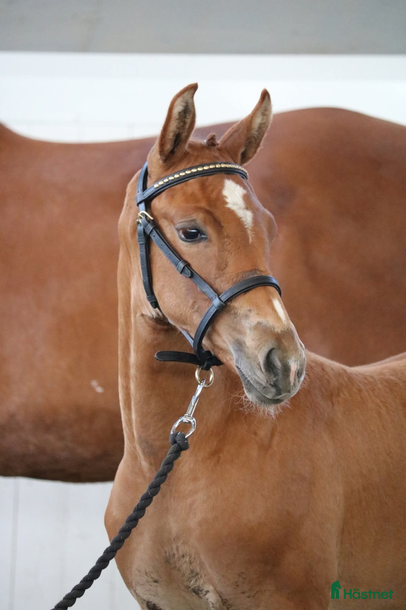  hästar Det lilla extra!  - Annons 2