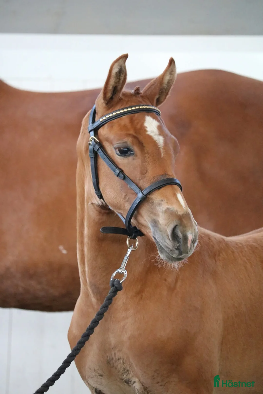 Hoppning hästar till salu: Det lilla extra!  - Annons 2