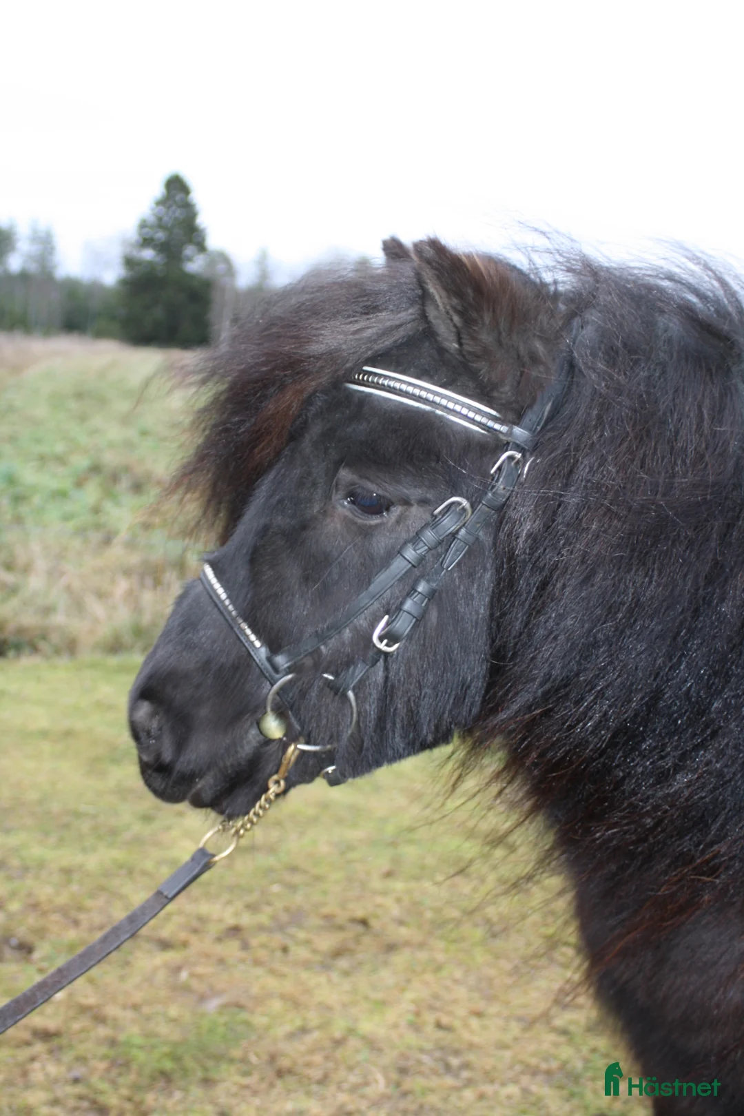 Allround hästar till salu: Okomplicerad shetlandsvalack  - Annons 1