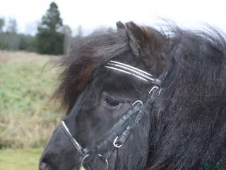 Allround hästar till salu: Okomplicerad shetlandsvalack - Annons 3