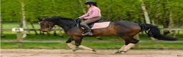 Dressyr hästar till salu: Supertrevligt 7-årigt sto för dressyr/allround - Annons 2