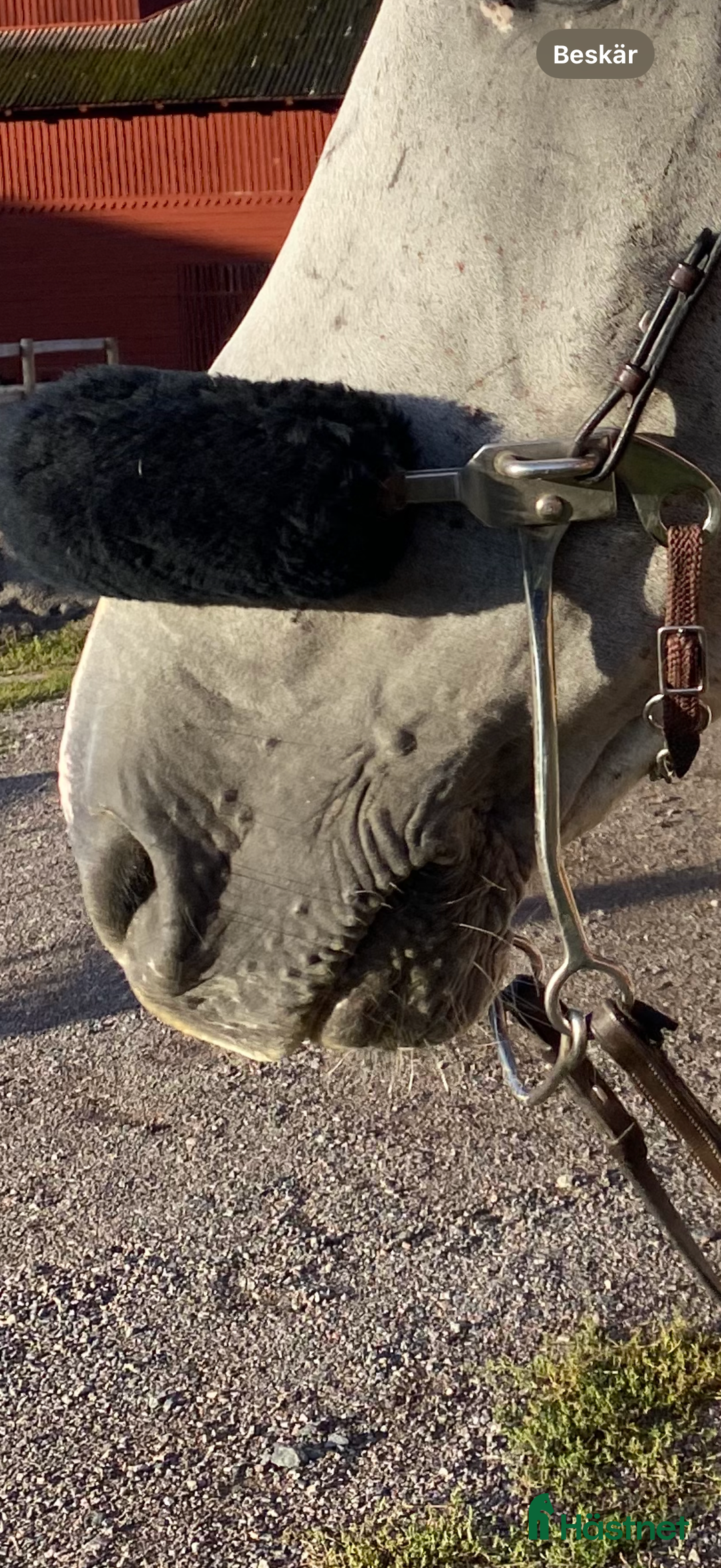 Bett hästutrustning till salu: Brunt hackamore  i Söderköping - Annons 1