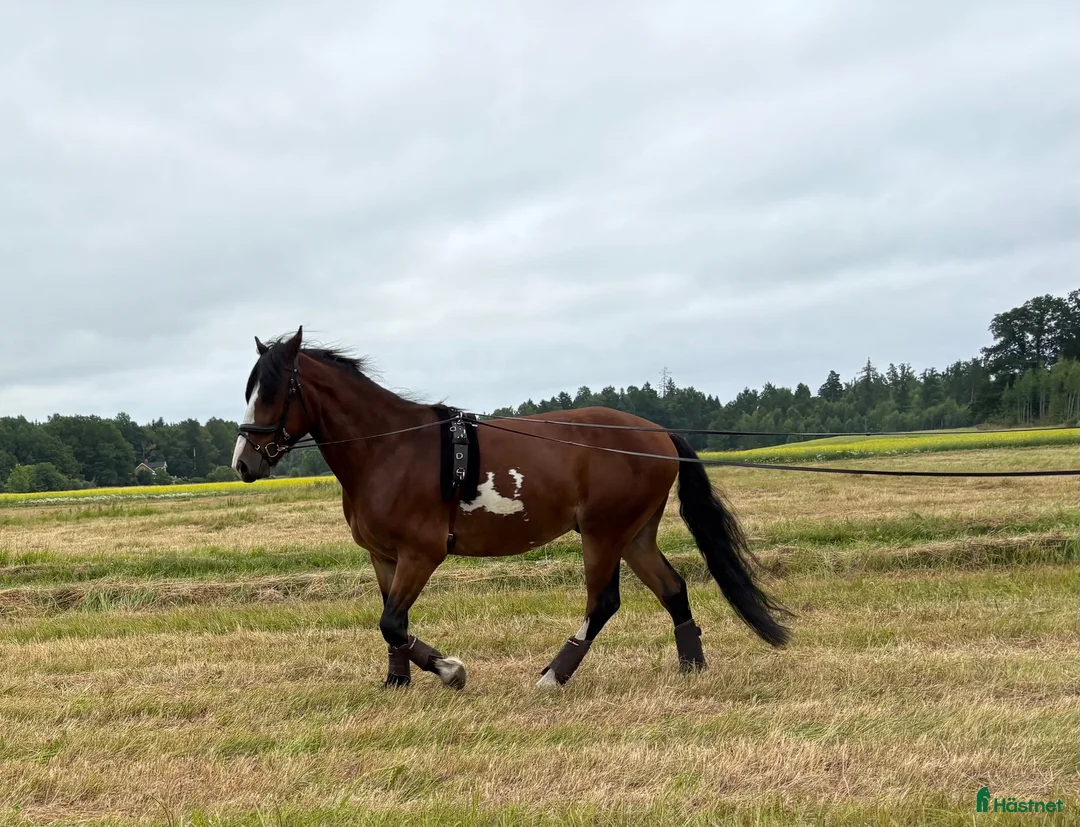 Allround hästar till salu: Snygg valack till ridning  - Annons 2
