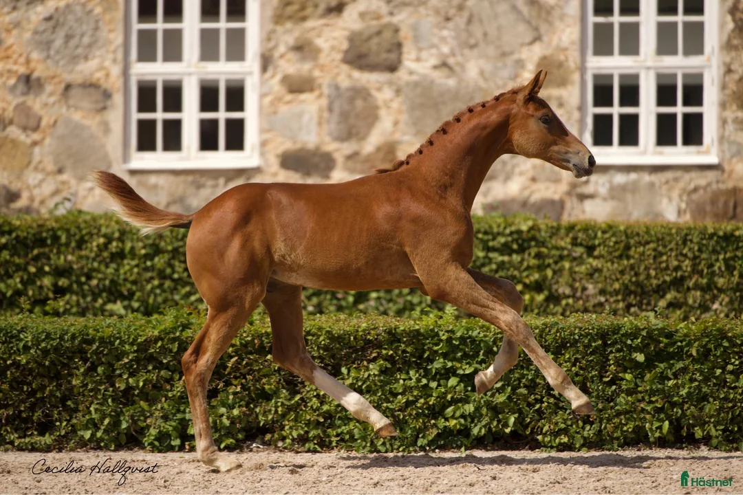 Dressyr hästar till salu: Valack e. Blue Hors Zackerey - Annons 2