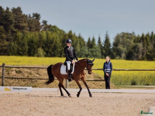 hästar Fantastisk läromästare i Mjölby - Annons 20