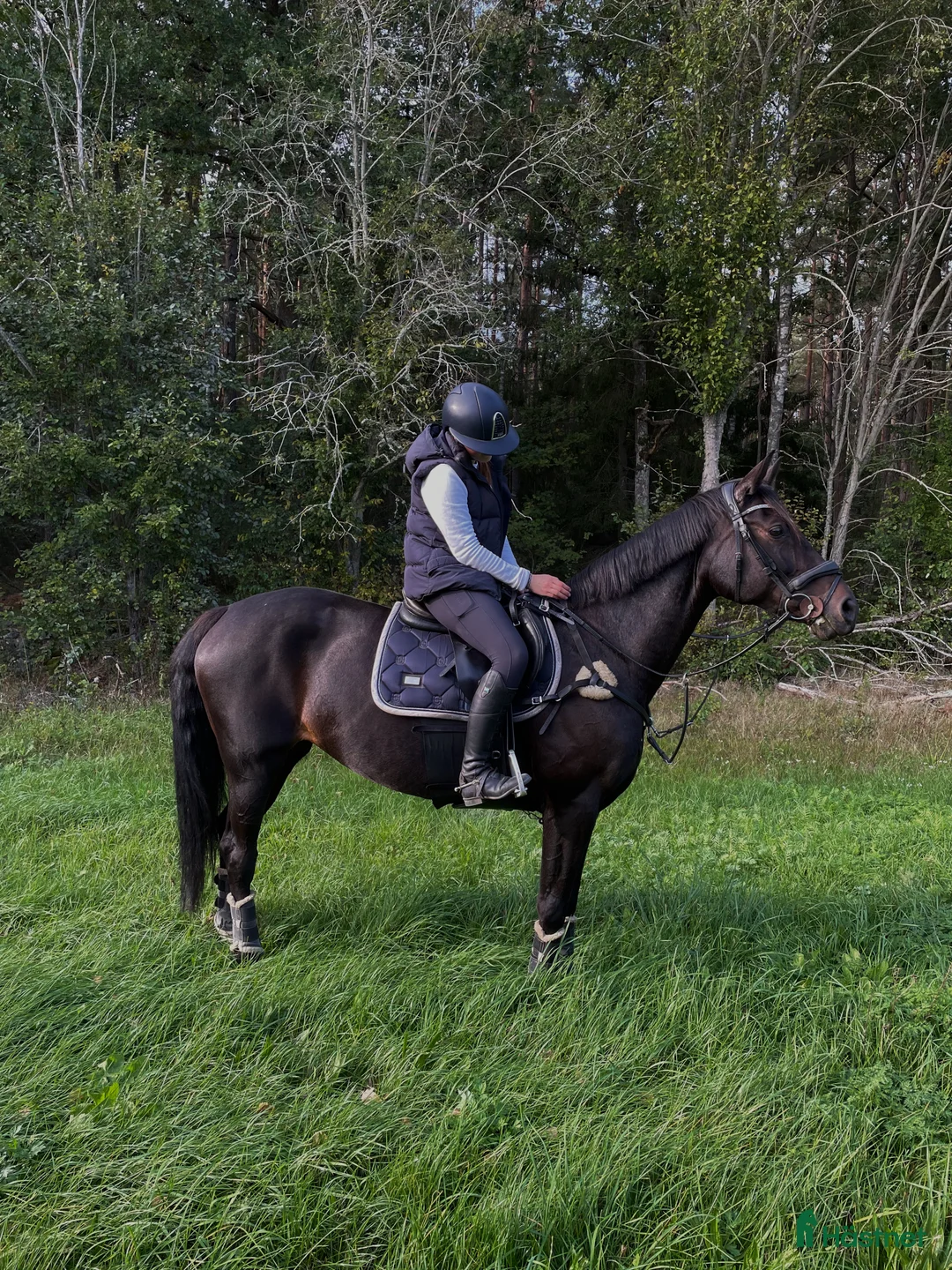 Hoppning hästar till salu: Superfin sporthäst!  - Annons 3