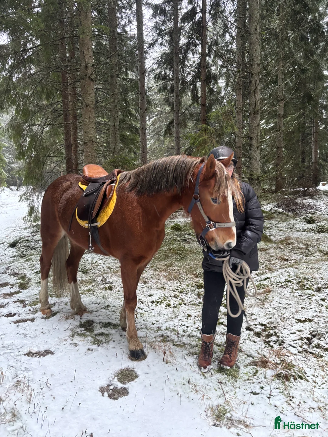 Allround hästar till salu: Bästa kompis med utstrålning - Annons 2