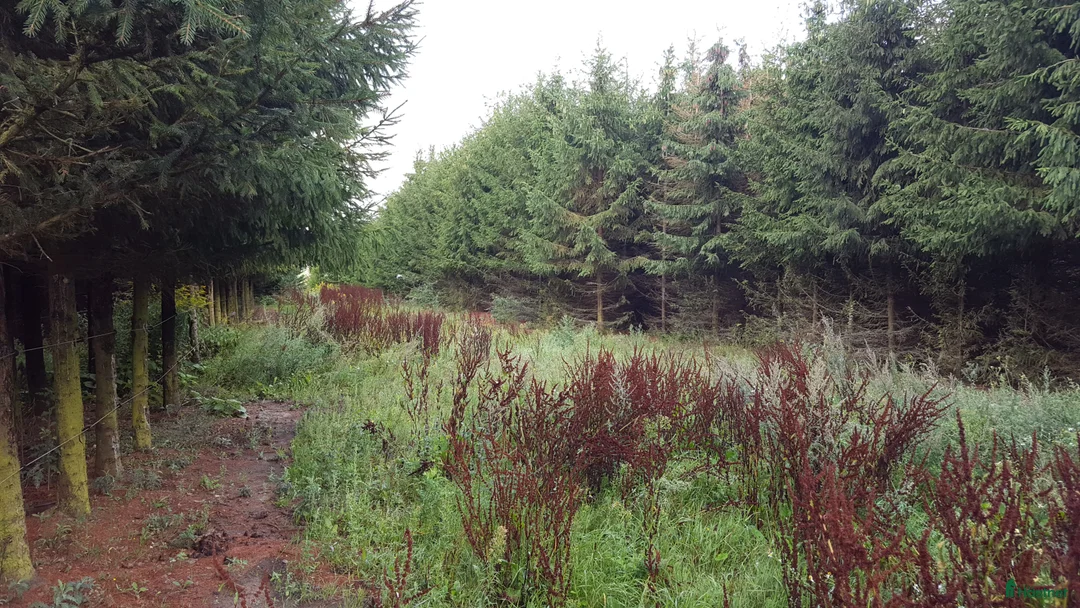  stallplats finnes: Lösdrifts platser. i Staffanstorp - Annons 2