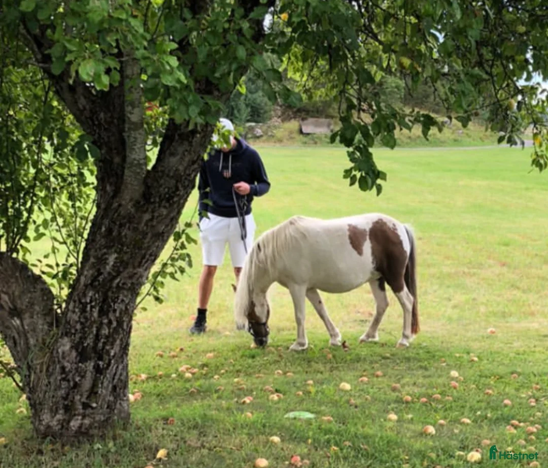 Sällskap hästar till salu: Fantastisk shettis till salu  - Annons 2