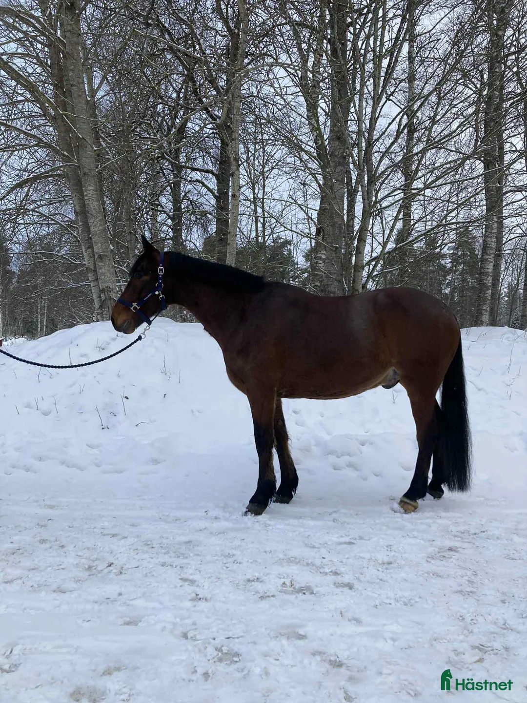 Allround hästar till salu: Genomsnäll och trevlig valack - Annons 4