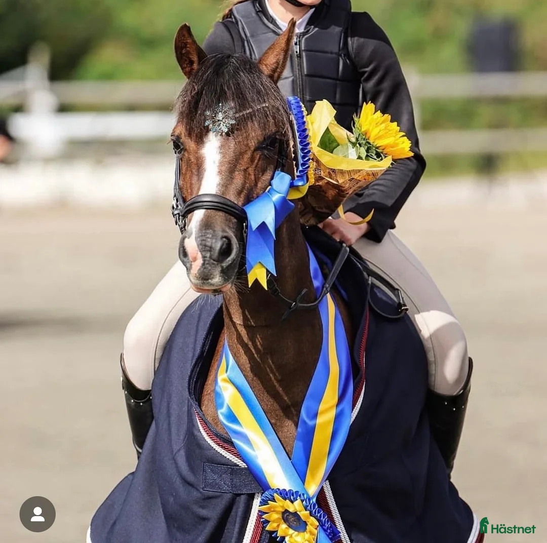 Hoppning hästar till salu: Häftig ponny för de största! i Västra Tunhem - Annons 1