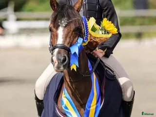 hästar Häftig ponny för de största! i Västra Tunhem - Annons 12