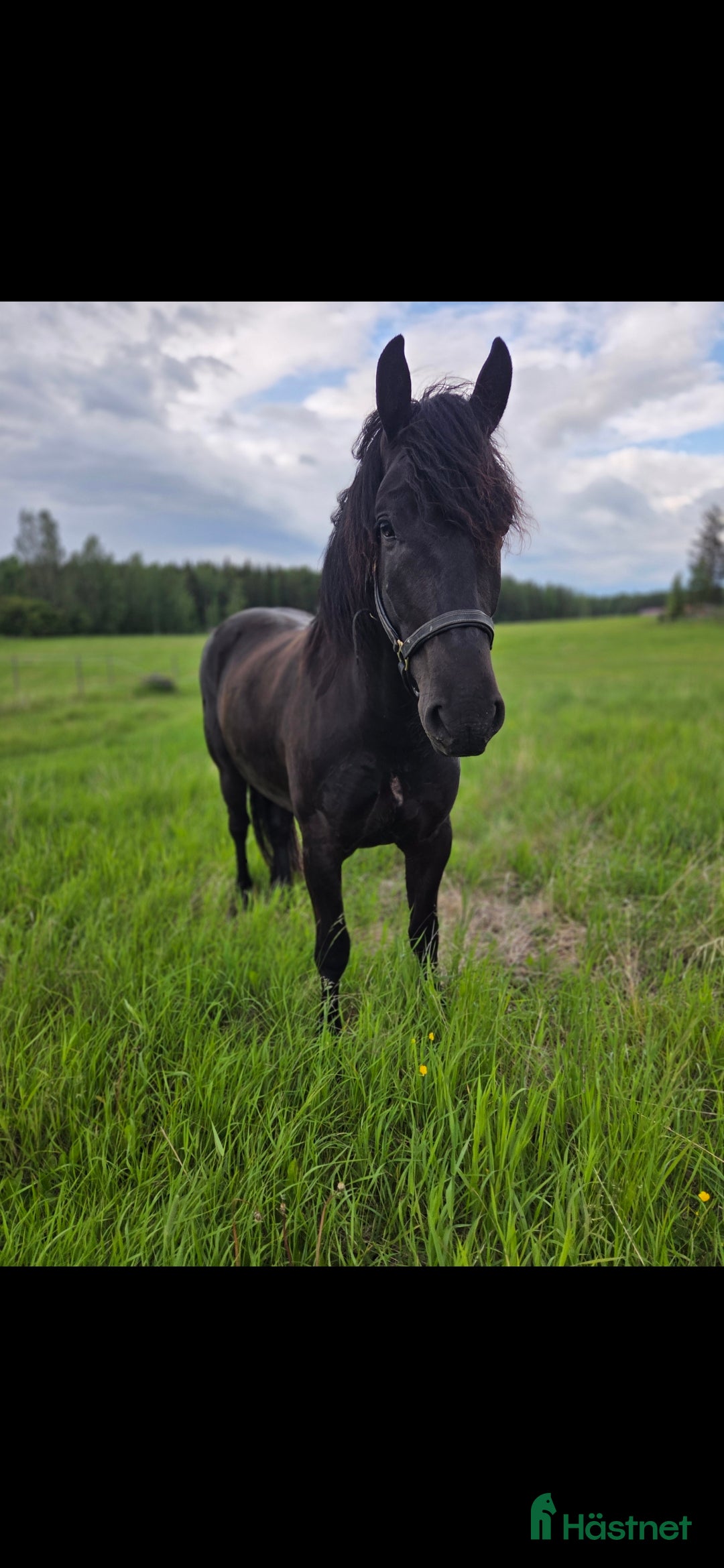 Allround hästar till salu: Snäll valack som blir det man gör honom till. i Folkärna - Annons 1