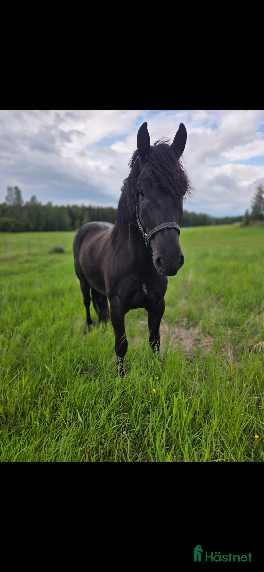 Allround hästar till salu: Snäll valack som blir det man gör honom till. i Folkärna - Annons 1