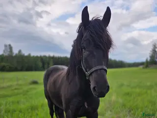 hästar Snäll valack som blir det man gör honom till. i Folkärna - Annons 3