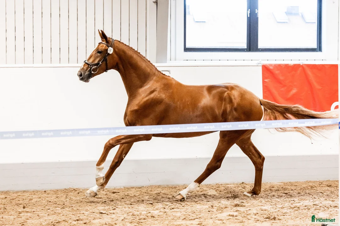 Hoppning hästar till salu: Häftig unghäst till duktig ryttare! 🌟 - Annons 2