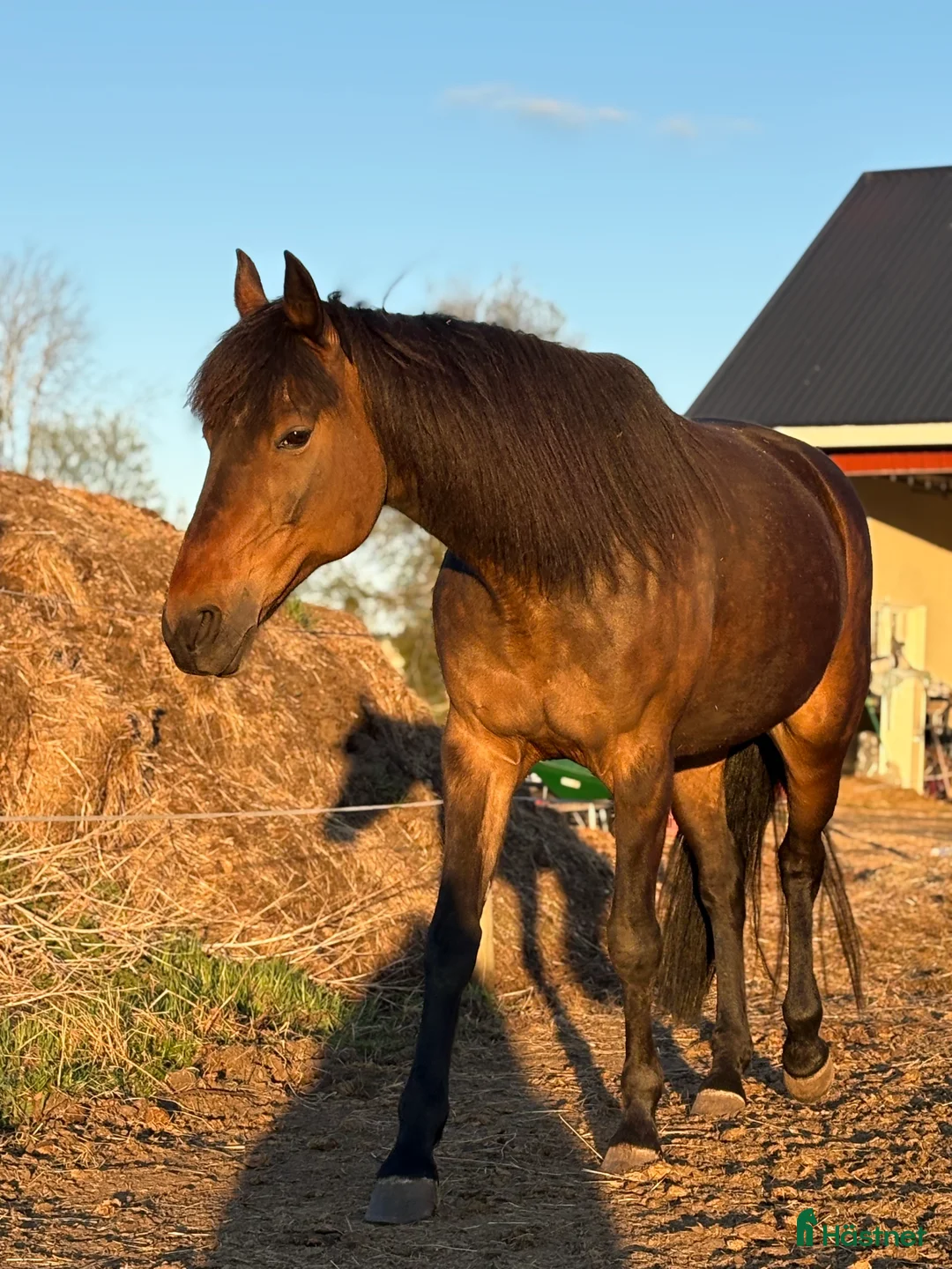 Trav hästar till salu: Lillan - Annons 3