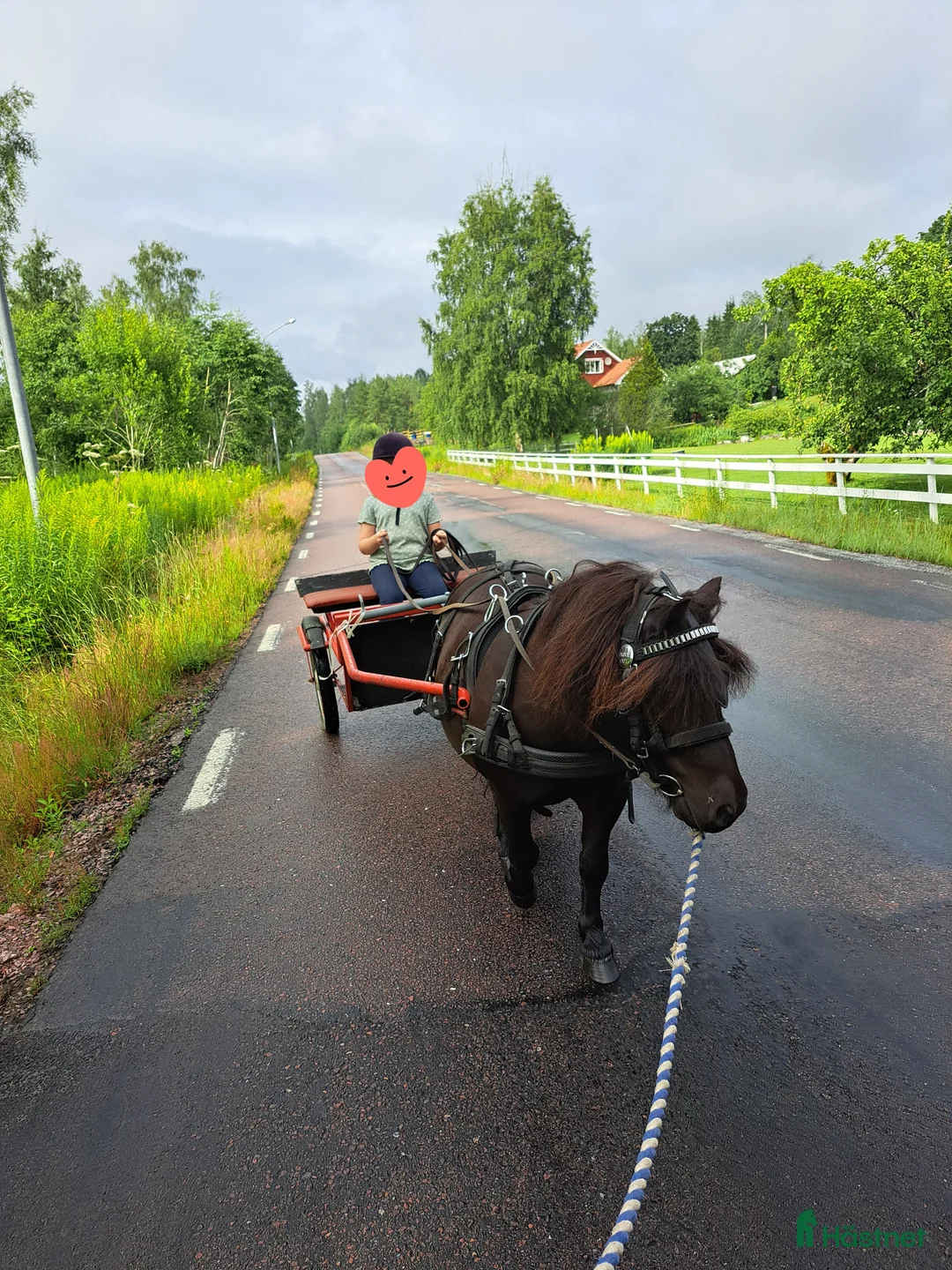 Allround hästar till salu: Snäll, välkörd och riden Shetlandsponny i Forshaga - Annons 1