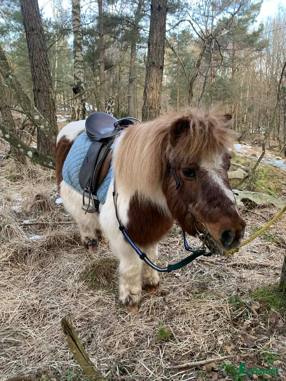  medryttarhäst finnes: Ponnys söker medryttare  i Mölnlycke - Annons 1