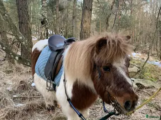 medryttarhäst finnes: Ponnys söker medryttare i Mölnlycke - Annons 1