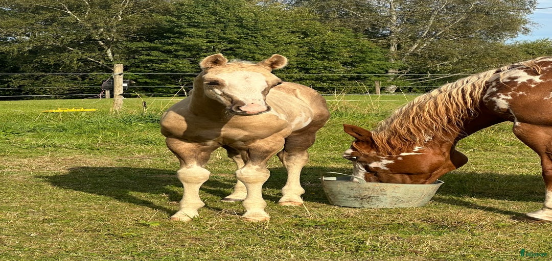 Galleribild {{count}}