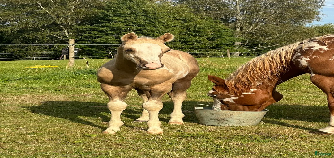 Galleribild {{count}}